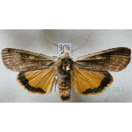 Noctua pronuba (Linnaeus, 1758) Rolnica tasiemka Czech30k